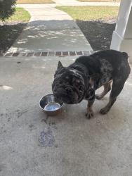 Lost Male Dog last seen Laura creek by ross, Marietta, GA 30066