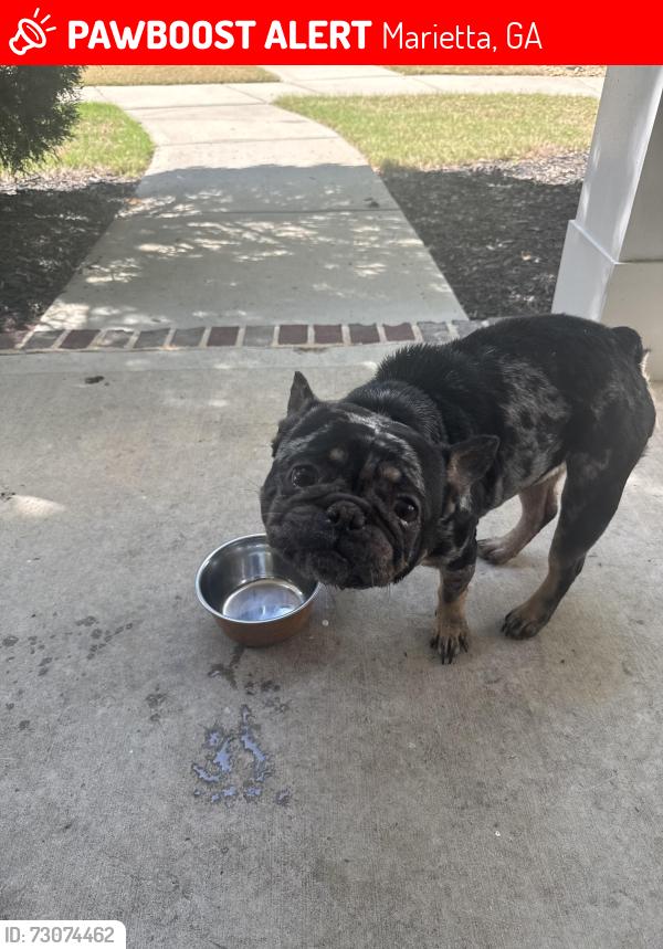 Lost Male Dog last seen Laura creek by ross, Marietta, GA 30066