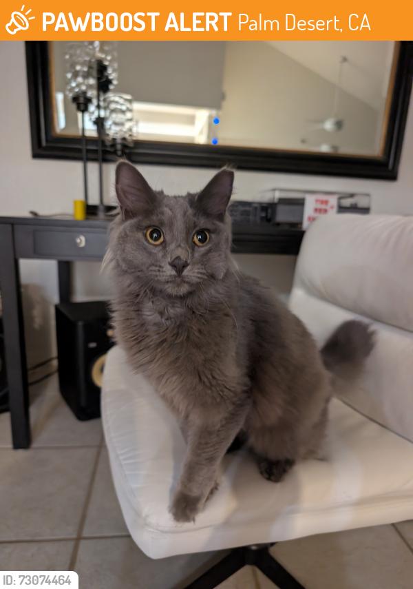 Found/Stray Unknown Cat last seen Washington and Hovely, Palm Desert, CA 92211