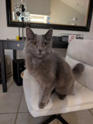Found/Stray Unknown Cat last seen Washington and Hovely, Palm Desert, CA 92211