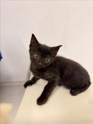 Shelter Stray Male Cat last seen SMALLEY, 16 Barnes Ct, Hayward, CA 94544, USA