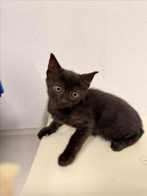 Shelter Stray Male Cat last seen SMALLEY, 16 Barnes Ct, Hayward, CA 94544, USA