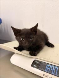 Shelter Stray Male Cat last seen SMALLEY, 16 Barnes Ct, Hayward, CA 94544, USA