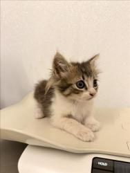 Shelter Stray Female Cat last seen SMALLEY, 16 Barnes Ct, Hayward, CA 94544, USA