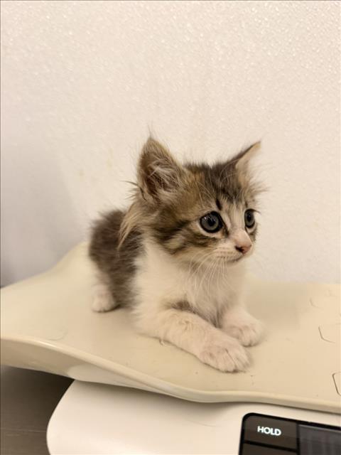 Shelter Stray Female Cat last seen SMALLEY, 16 Barnes Ct, Hayward, CA 94544, USA
