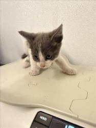 Shelter Stray Female Cat last seen SMALLEY, 16 Barnes Ct, Hayward, CA 94544, USA