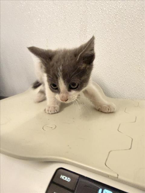 Shelter Stray Female Cat last seen SMALLEY, 16 Barnes Ct, Hayward, CA 94544, USA