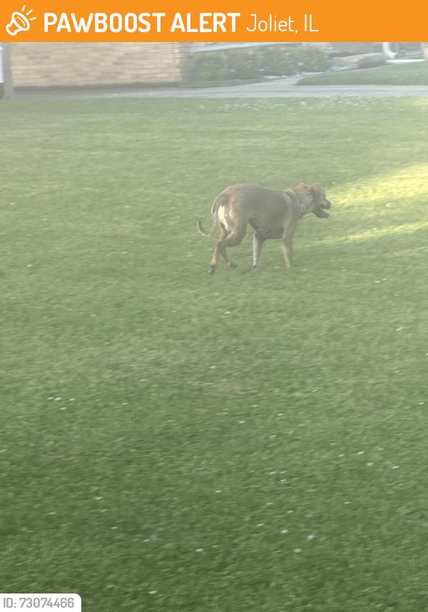 Found/Stray Unknown Dog last seen Marycrest school and dollar tree, Joliet, IL 60436
