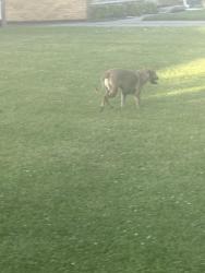 Found/Stray Unknown Dog last seen Marycrest school and dollar tree, Joliet, IL 60436