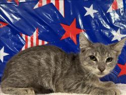 Shelter Stray Female Cat last seen , 957 N Gaffey St, San Pedro, CA 90731, USA