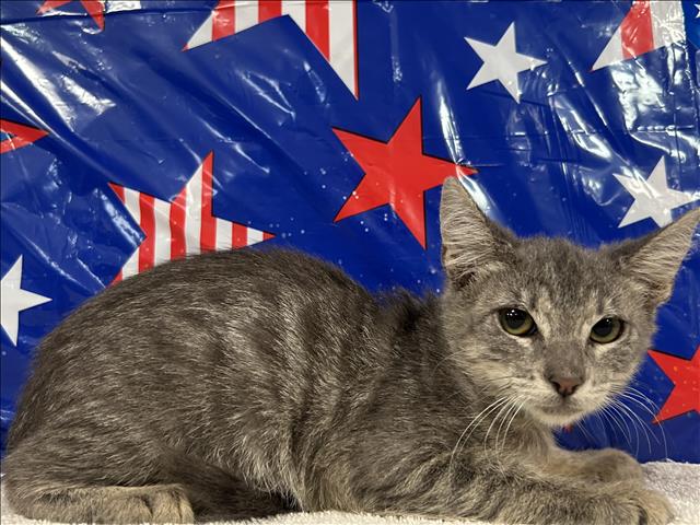 Shelter Stray Female Cat last seen , 957 N Gaffey St, San Pedro, CA 90731, USA