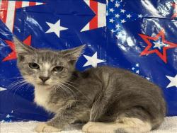 Shelter Stray Male Cat last seen , 957 N Gaffey St, San Pedro, CA 90731, USA