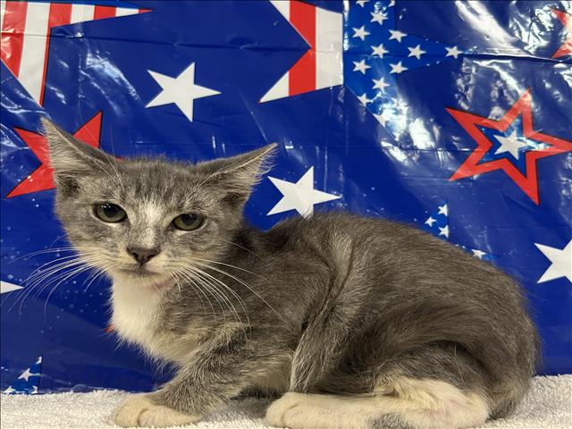 Shelter Stray Male Cat last seen , 957 N Gaffey St, San Pedro, CA 90731, USA