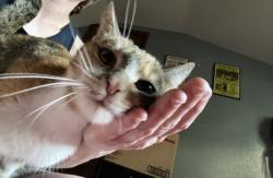 Found/Stray Female Cat last seen Heatherdowns, Toledo, OH 43614
