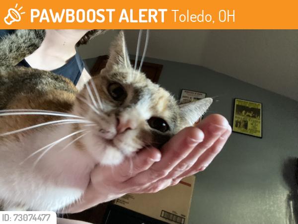Found/Stray Female Cat last seen Heatherdowns, Toledo, OH 43614