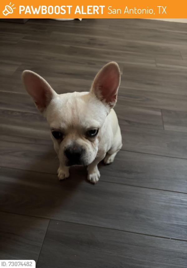 Found/Stray Male Dog last seen Tesoro Hills, San Antonio, TX 78242