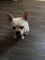 Found/Stray Male Dog last seen Tesoro Hills, San Antonio, TX 78242