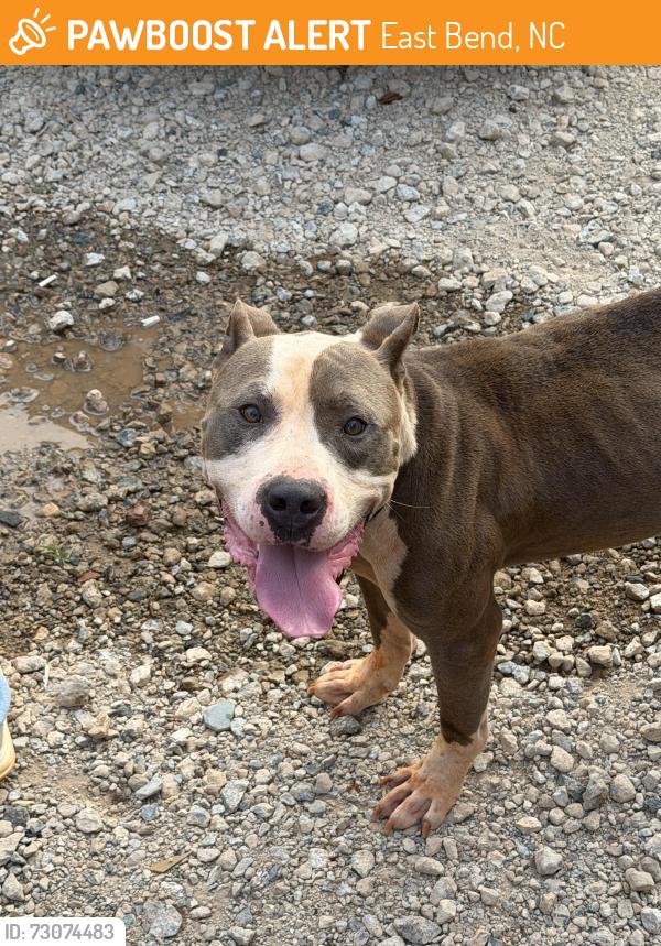 Found/Stray Male Dog last seen Call for details - he was under my truck when I woke up this morning, East Bend, NC 27018