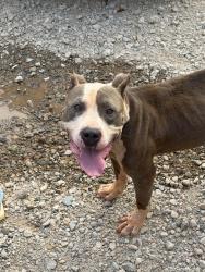 Found/Stray Male Dog last seen Call for details - he was under my truck when I woke up this morning, East Bend, NC 27018