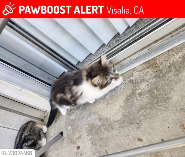 Lost Female Cat last seen Summerfield apmts, Visalia, CA 93291