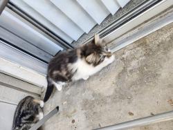 Lost Female Cat last seen Summerfield apmts, Visalia, CA 93291