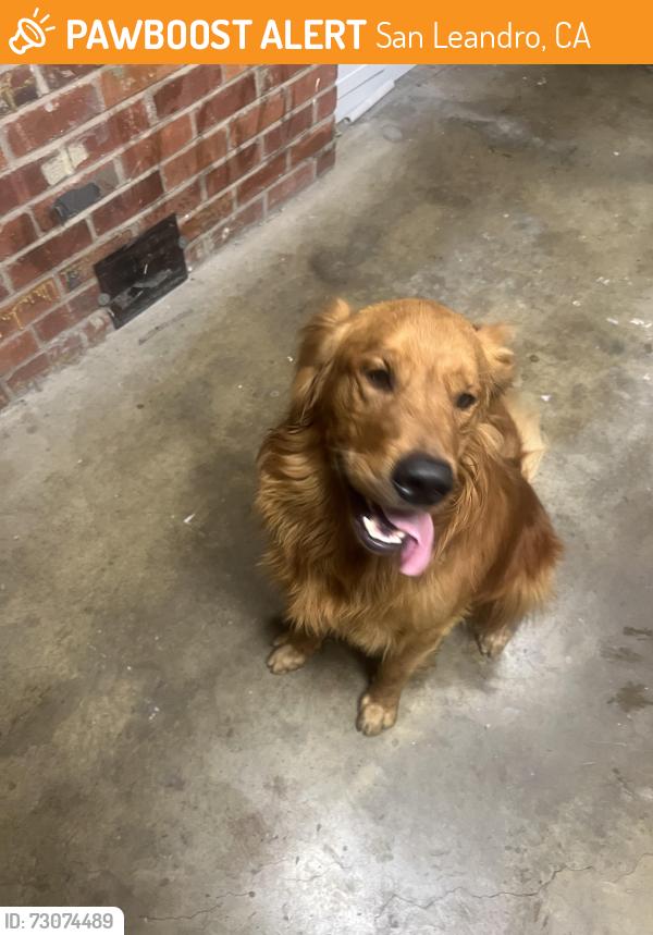 Found/Stray Male Dog last seen Hesperian BLVD, San Leandro, CA 94577