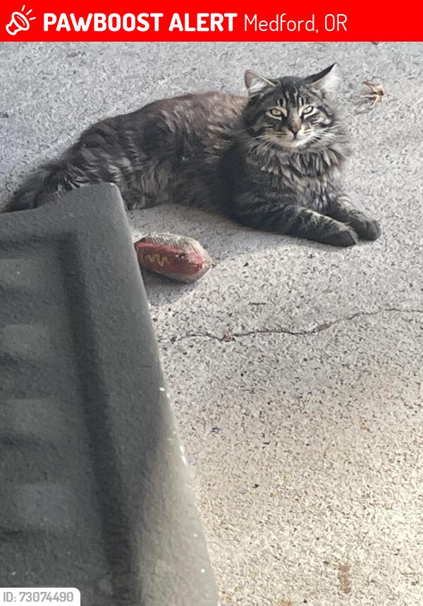 Lost Male Cat last seen West McAndrews Road and N Columbus Street, Medford, OR, Medford, OR 97501