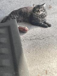 Lost Male Cat last seen West McAndrews Road and N Columbus Street, Medford, OR, Medford, OR 97501