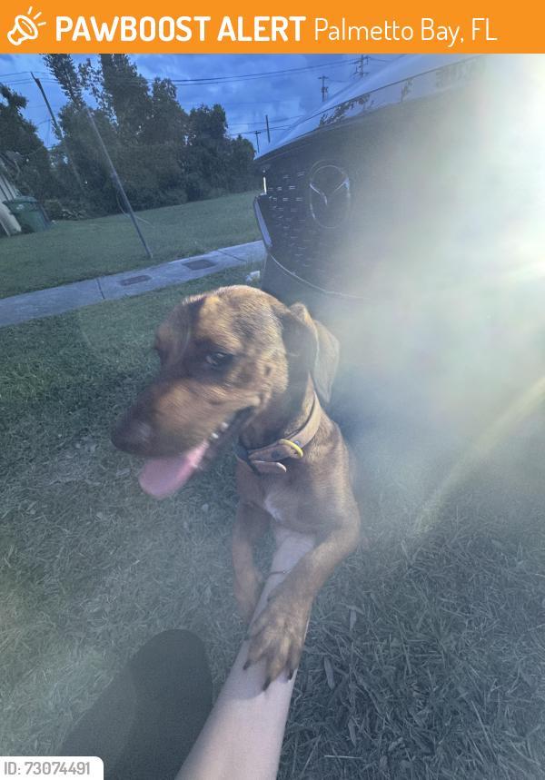 Found/Stray Male Dog last seen Near streets, Palmetto Bay, FL 33157