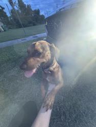 Found/Stray Male Dog last seen Near streets, Palmetto Bay, FL 33157