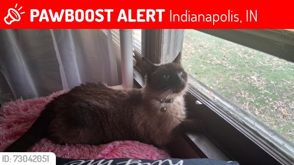 Lost Male Cat last seen Shelby st and bradury Indianapolis IN 462033, Indianapolis, IN 46203