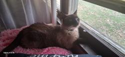 Lost Male Cat last seen Shelby st and bradury Indianapolis IN 462033, Indianapolis, IN 46203