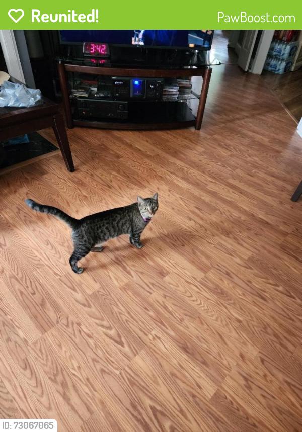 Reunited Female Cat last seen Stonehenge area off Footman Way, Raleigh, NC 27615