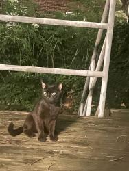 Found/Stray Unknown Cat last seen 21st and Locust , Philadelphia, PA 19103