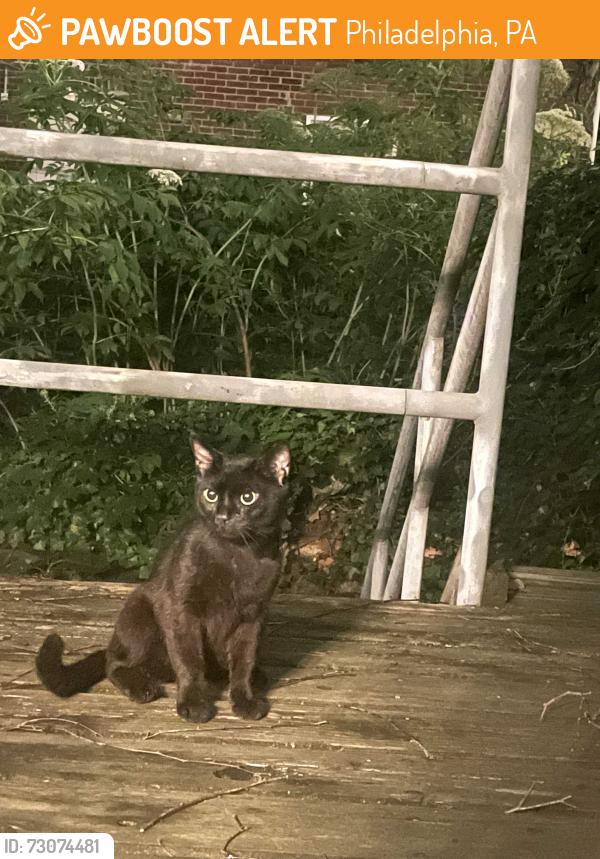 Found/Stray Unknown Cat last seen 21st and Locust , Philadelphia, PA 19103