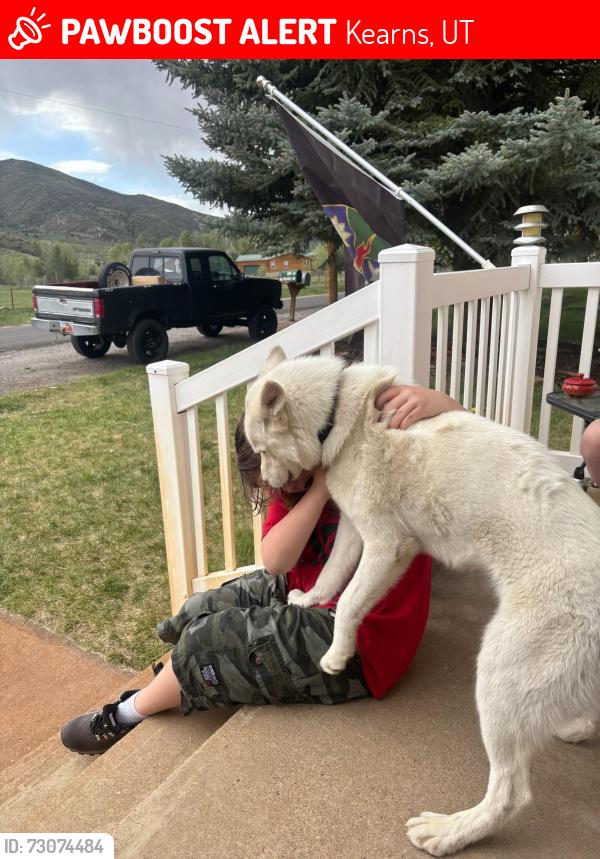 Lost Male Dog last seen From a shop near a church, Kearns, UT 84118