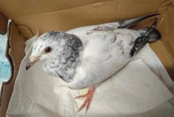 Shelter Stray Male Bird last seen , 4275 Elton St, Baldwin Park, CA 91706, USA