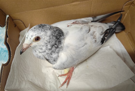 Shelter Stray Male Bird last seen , 4275 Elton St, Baldwin Park, CA 91706, USA