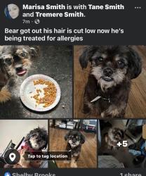 Lost Male Dog last seen Near winder dr Bristol pa, Bristol, PA 19007