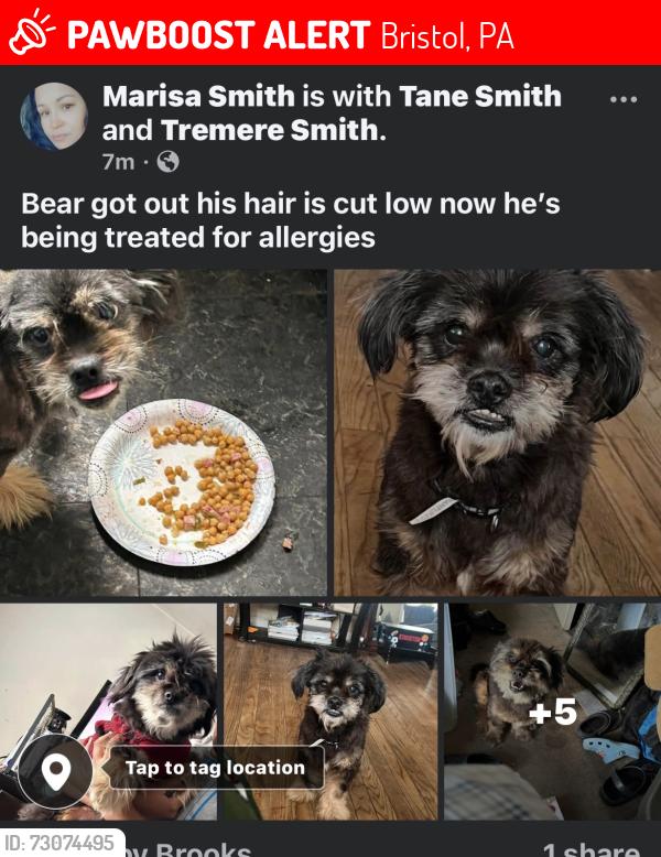Lost Male Dog last seen Near winder dr Bristol pa, Bristol, PA 19007