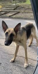 Found/Stray Female Dog last seen Going toward Fairview Elementary School, Fort Smith, AR 72901