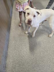 Shelter Stray Male Dog last seen Near BLOCK BROADMOOR BLVD, 3528 Newburg Rd, Louisville, KY 40218, USA