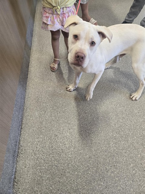 Shelter Stray Male Dog last seen Near BLOCK BROADMOOR BLVD, 3528 Newburg Rd, Louisville, KY 40218, USA