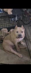 Reunited Female Dog last seen Utah and trumbull, Albuquerque, NM 87108
