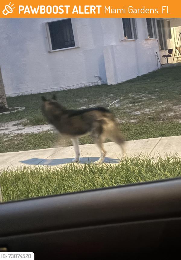 Found/Stray Unknown Dog last seen NW 187th Terrace off NW 22nd Ave, Miami Gardens, FL 33056