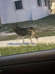 Found/Stray Unknown Dog last seen NW 187th Terrace off NW 22nd Ave, Miami Gardens, FL 33056