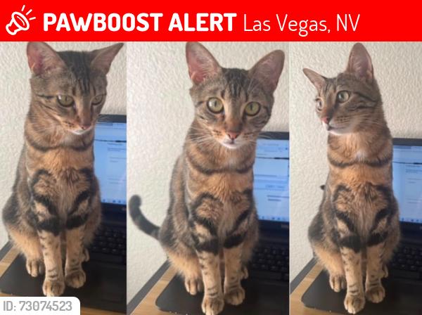 Lost Female Cat last seen Luther king blvd,s rancho dr, Alta dr, Las Vegas, NV 89106