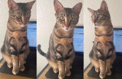 Lost Female Cat last seen Luther king blvd,s rancho dr, Alta dr, Las Vegas, NV 89106