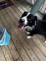 Found/Stray Unknown Dog last seen Howells Ferry and Wilmer road, Howells Ferry Rd, AL 36587
