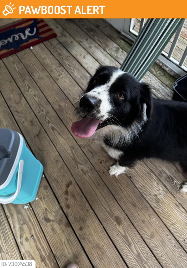 Found/Stray Unknown Dog last seen Howells Ferry and Wilmer road, Howells Ferry Rd, AL 36587